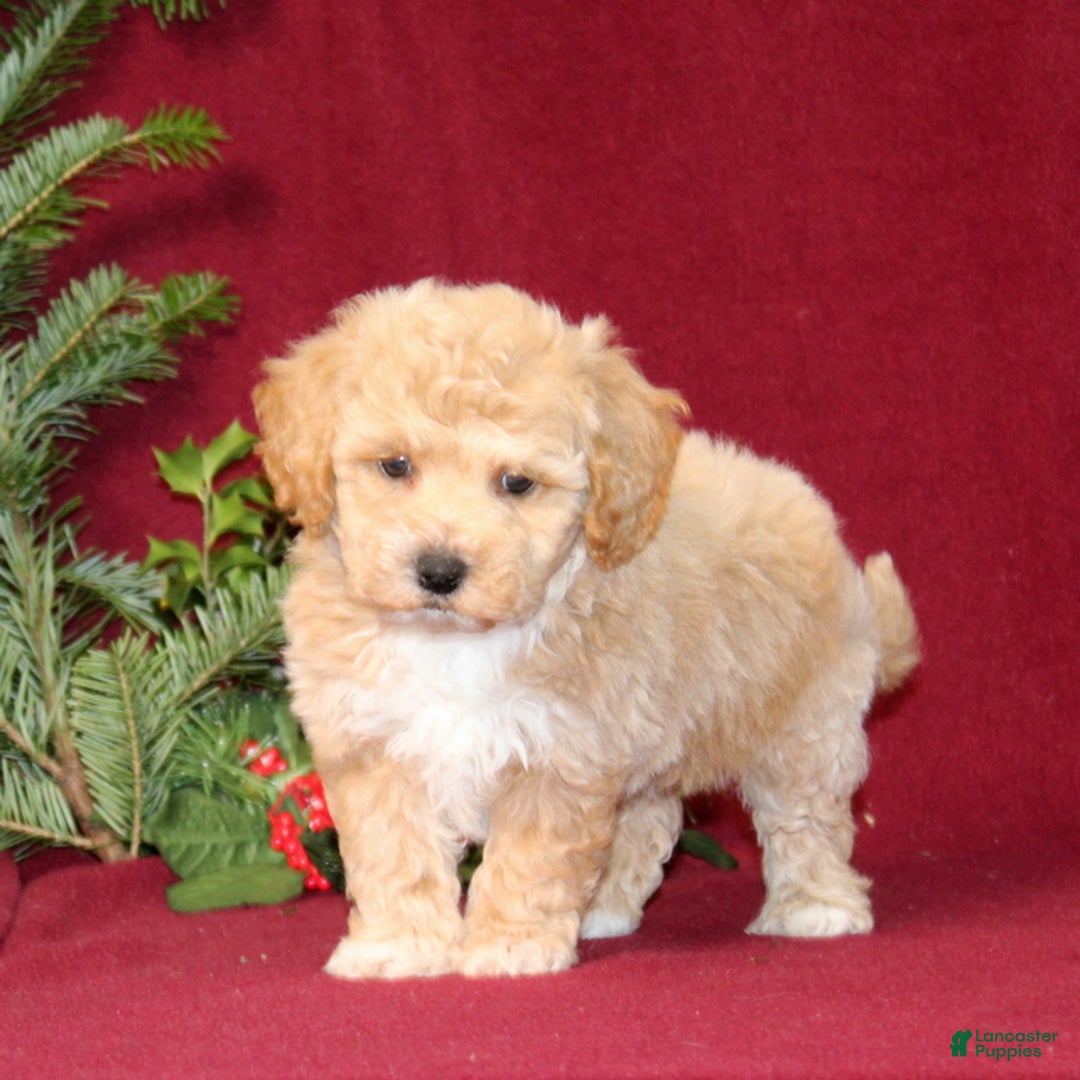 Bichpoo dogs for sale: Ella - Ad 3