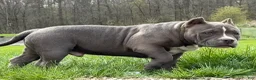 American Bully dogs for sale: Heavy D - Ad 7