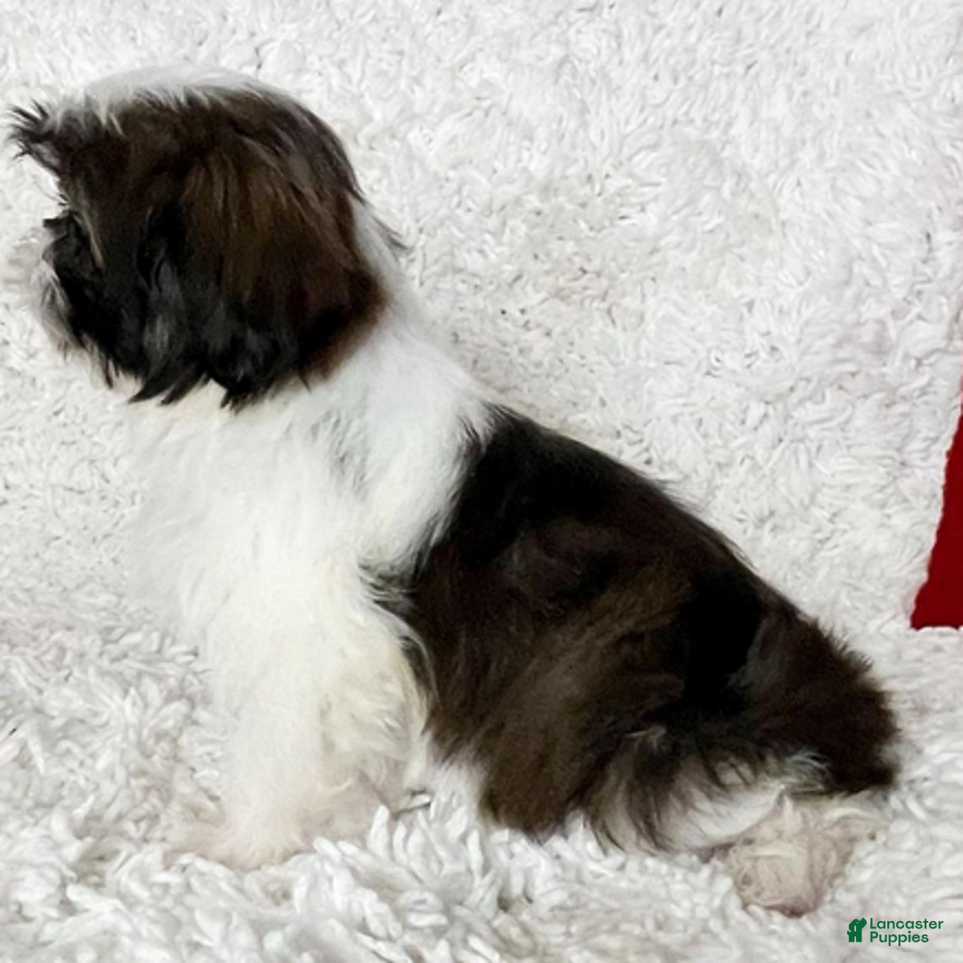 Shih Tzu dogs for sale: AKC Hope - Ad 2