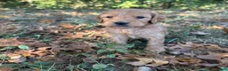 Goldendoodle dogs for sale: Goldendoodle 5 - Ad 1