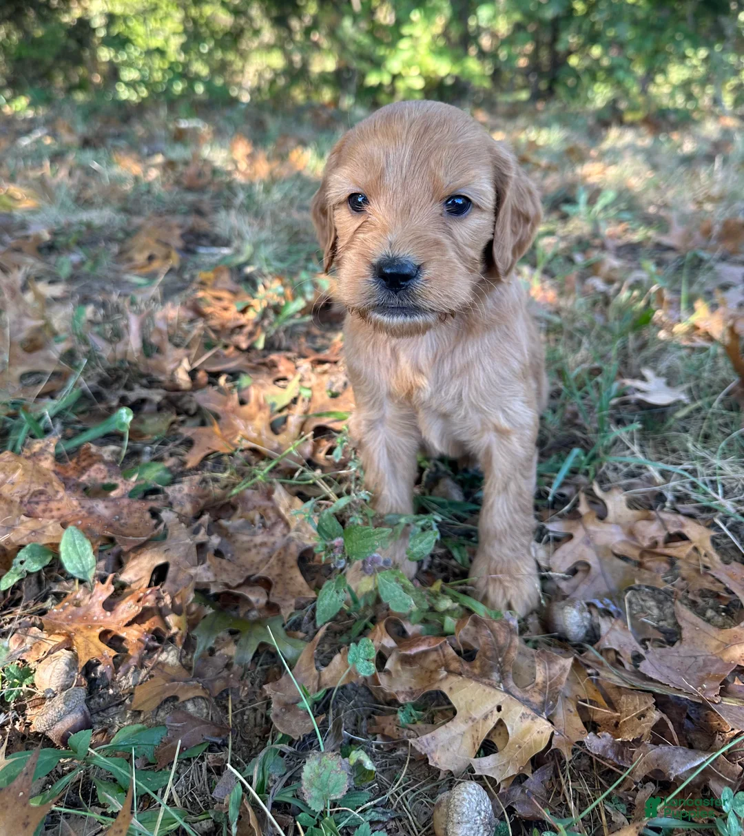 Goldendoodle dogs for sale: Goldendoodle 5 - Ad 1