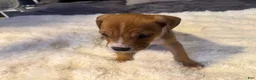 Mixed Breed dogs for sale: Ryder - Ad 17