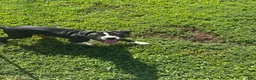 American Pit Bull Terrier dogs for sale: Gatti - Ad 2