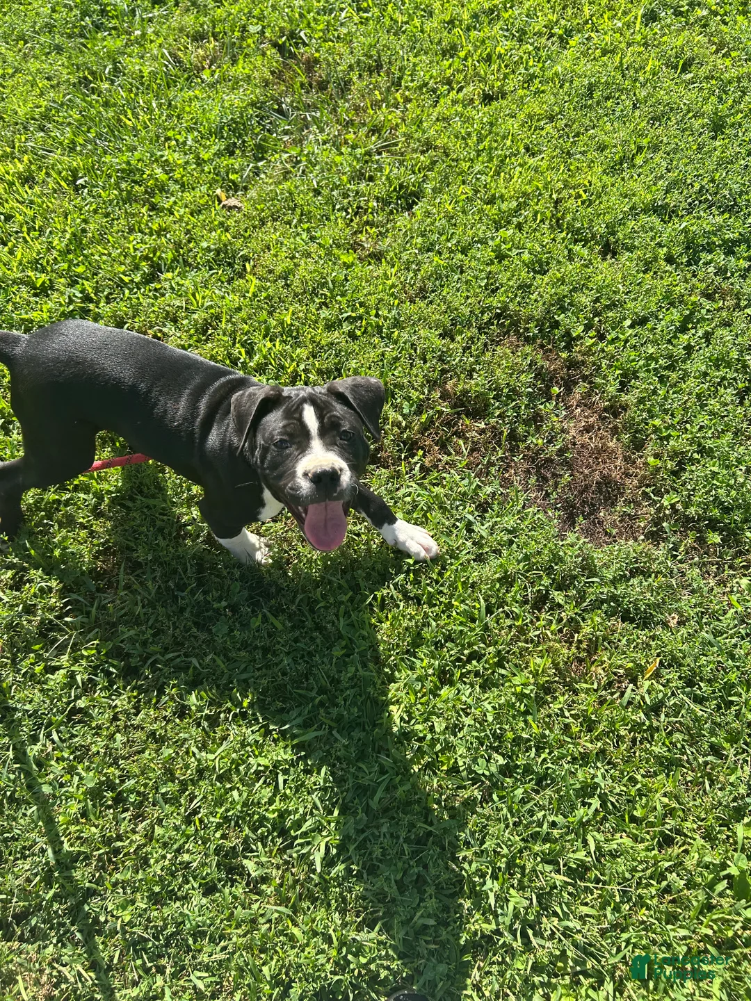 American Pit Bull Terrier dogs for sale: Gatti - Ad 2