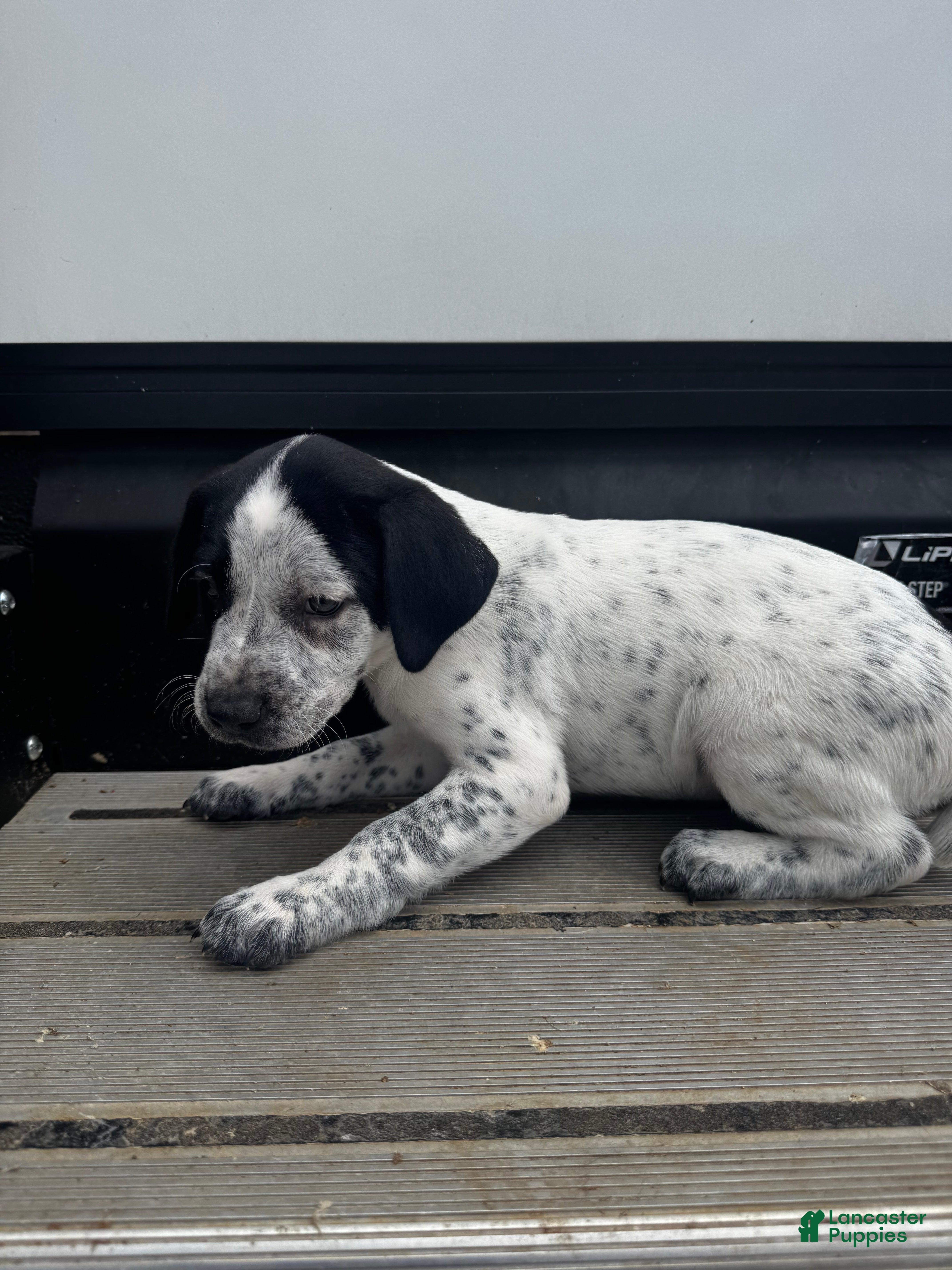 Mixed Breed dogs Snow - Ad 31