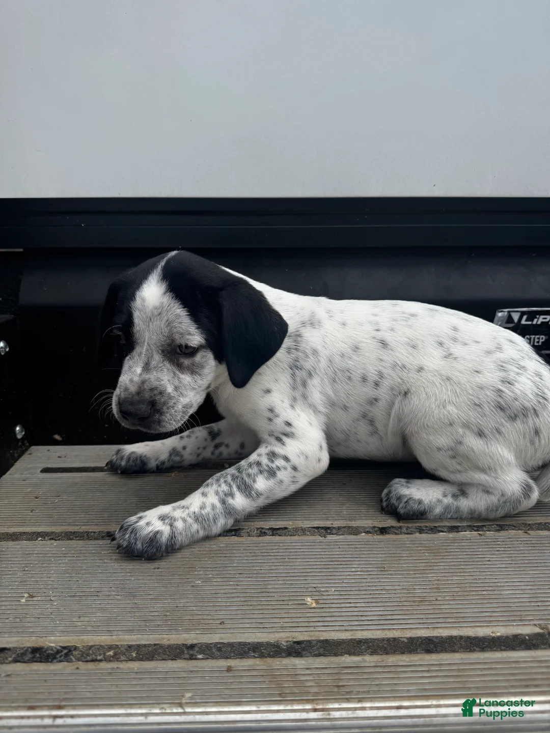 Mixed Breed dogs for sale: Snow - Ad 1