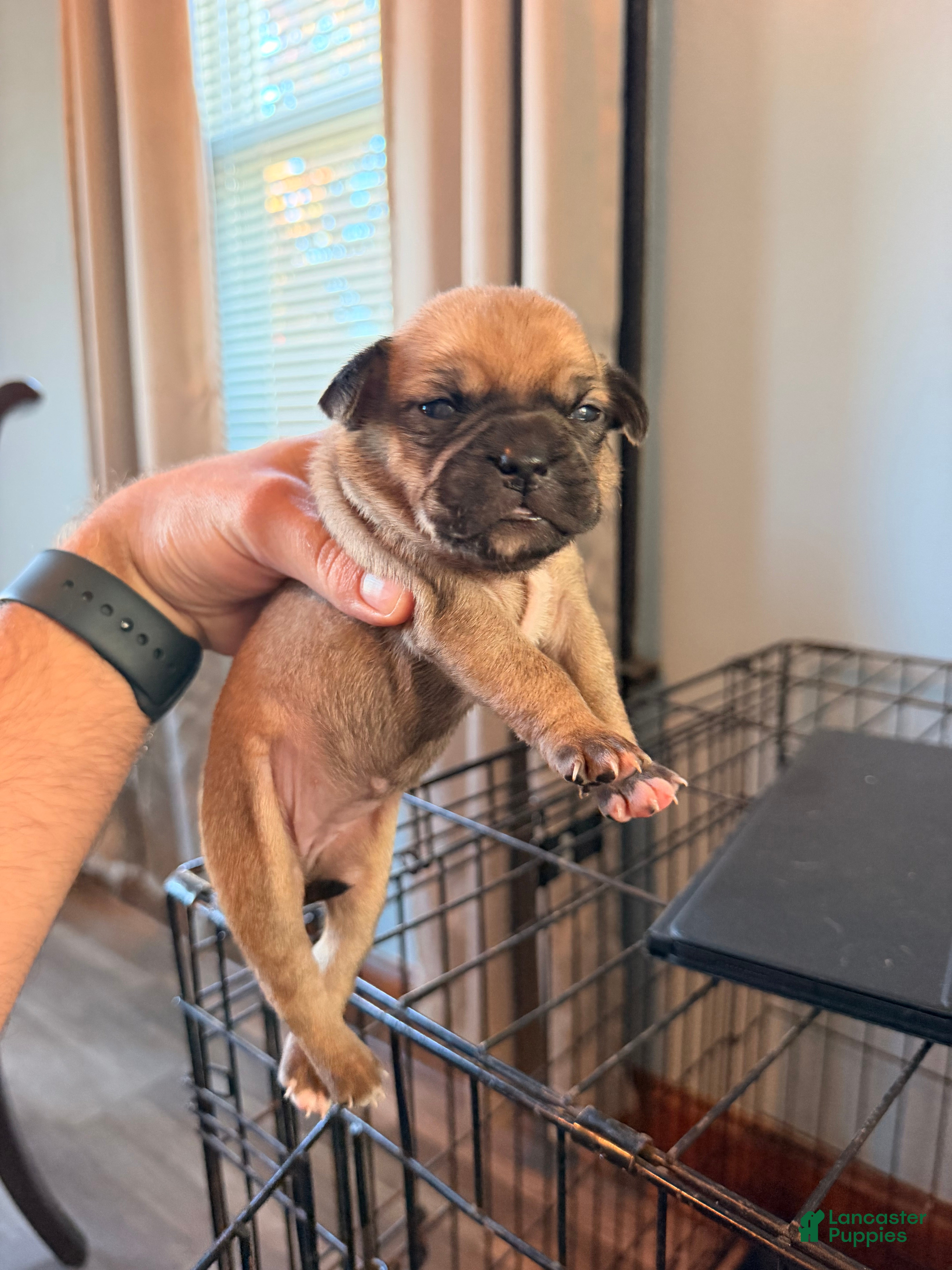 Mixed Breed dogs for sale: Chug 6 - Ad 7