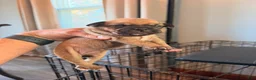Mixed Breed dogs for sale: Chug 6 - Ad 1