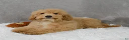 Cavapoo dogs for sale: Cavapoo 6 - Ad 47