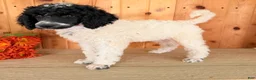 Standard Poodle dogs for sale: Karma - Ad 8