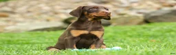 Doberman Pinscher dogs for sale:  Daisy (Red Rust) 🖤🐾 - Ad 12
