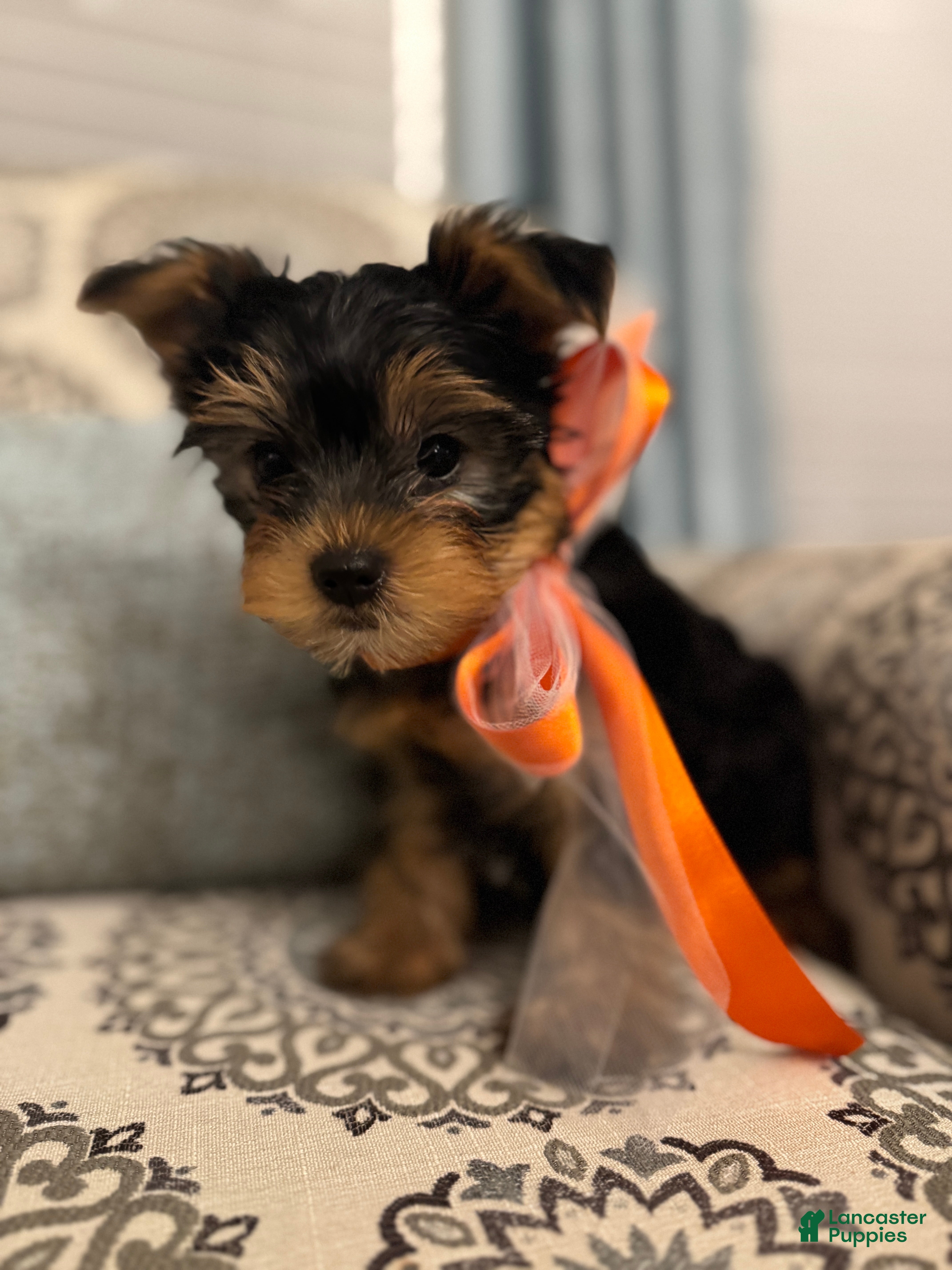 Yorkshire Terrier dogs Hermie - Ad 2