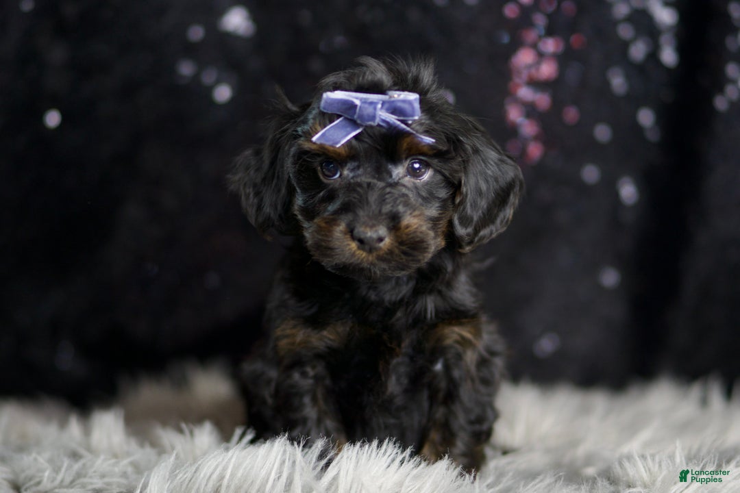 Yorkiepoo dogs for sale: Valentino - Ad 2
