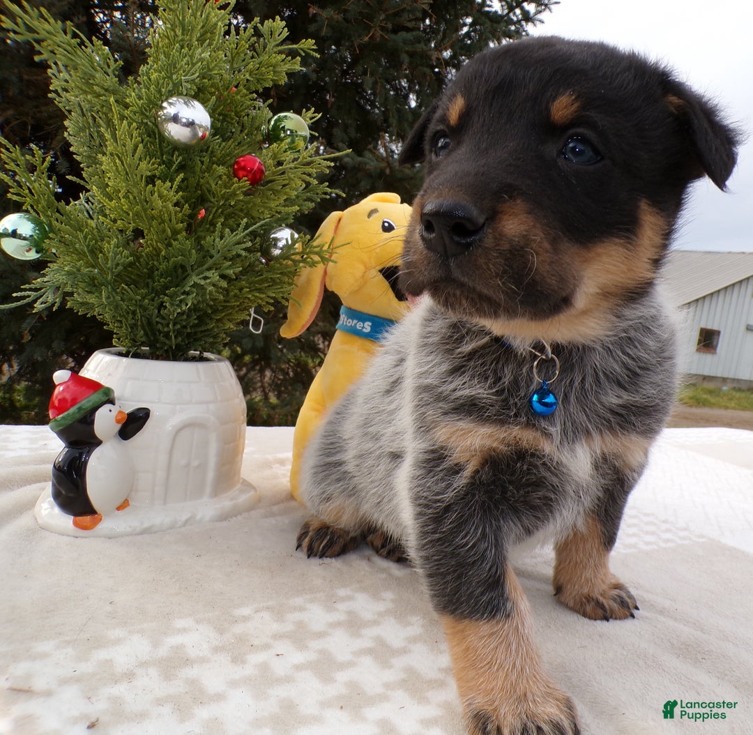 Australian Cattle Dog dogs for sale: Australian Cattle Dog Puppy 4 Malone - Ad 2