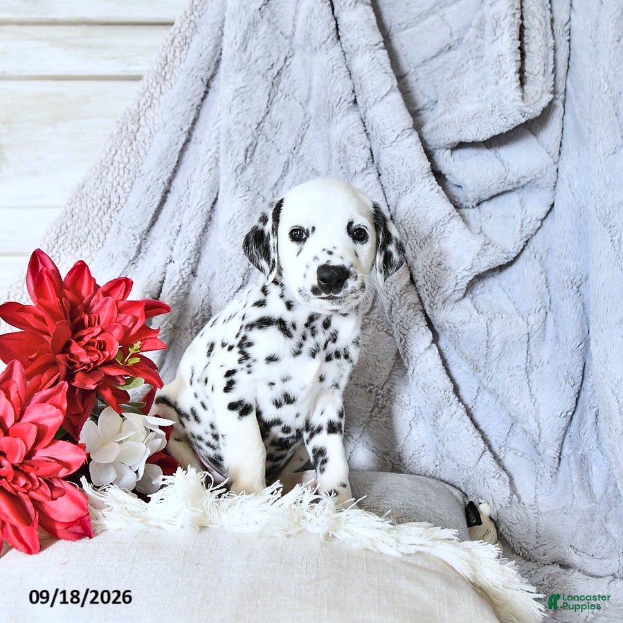 Dalmatian dogs Pongo - Ad 2