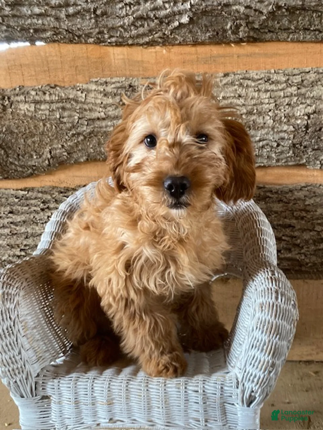 Mini Goldendoodle dogs for sale: Diamond- mini/ medium - Ad 1