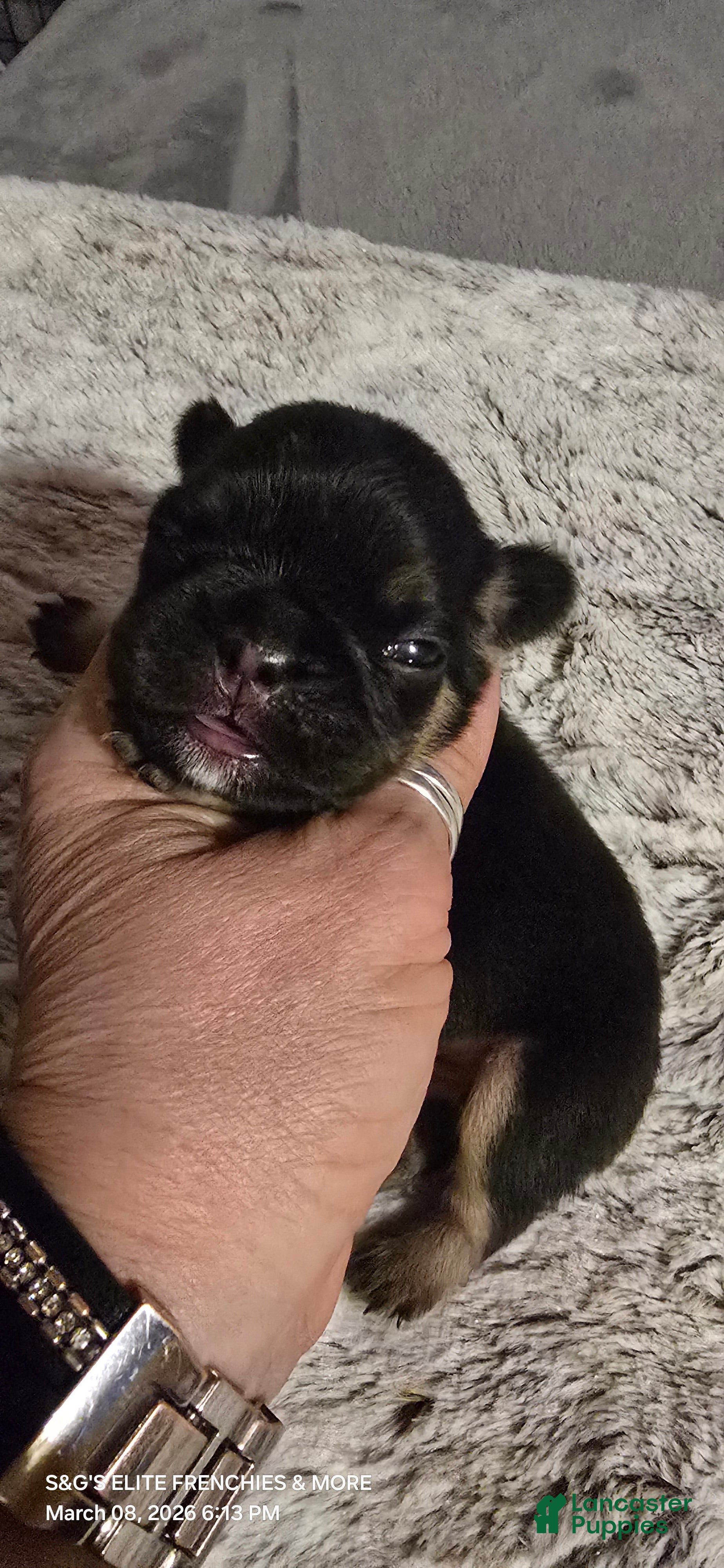 French Bulldog dogs French Bulldog Puppy 1 - Ad 2