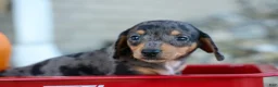 Miniature Dachshund dogs for sale:  Zino 🐕 - Ad 21