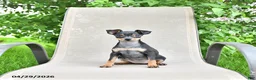 Miniature Pinscher dogs for sale: Tilly - Ad 3