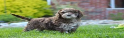 Newfypoo dogs for sale: Trixie - Ad 3