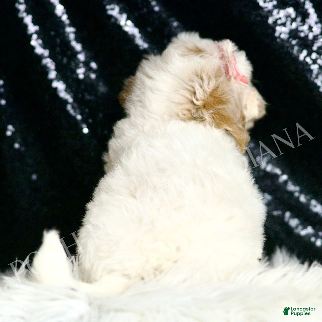 Mini Goldendoodle dogs for sale: Peaches F1BB  - Ad 3