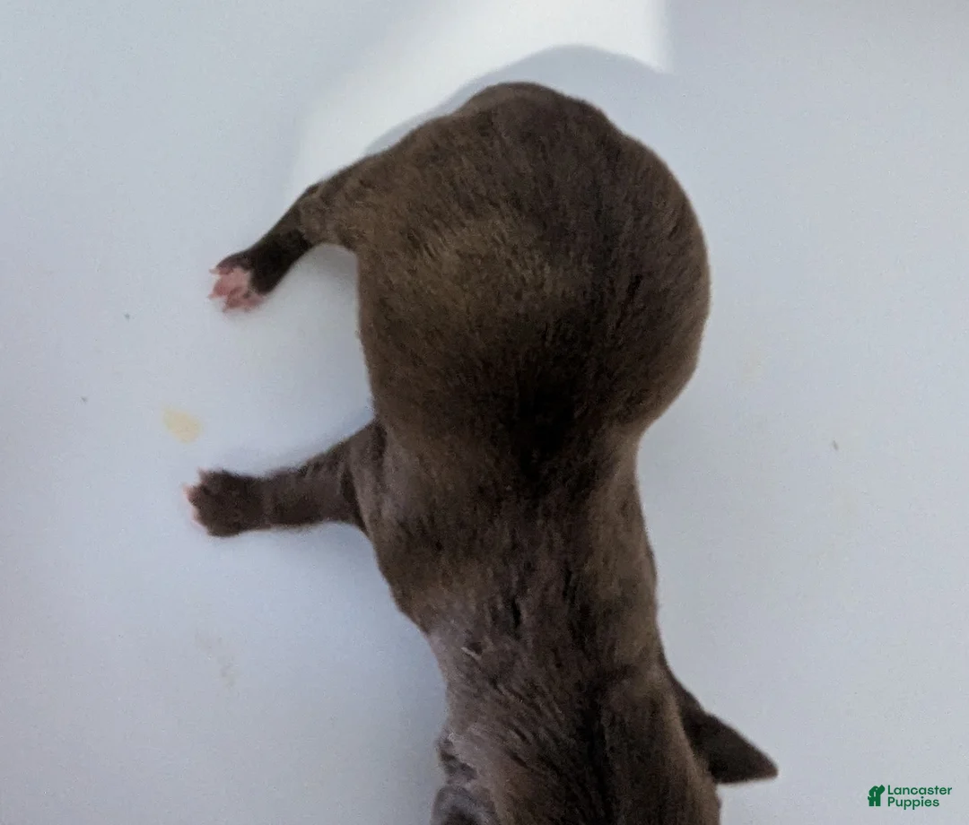 Chihuahua dogs for sale: Rowan - Ad 2