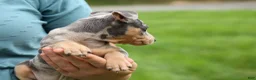 Miniature Pinscher dogs for sale: ANGIE - Ad 3