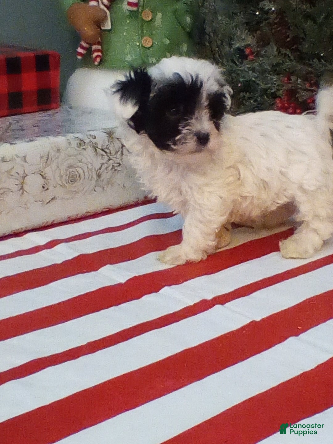 Havapoo dogs for sale: Bandit - Ad 2