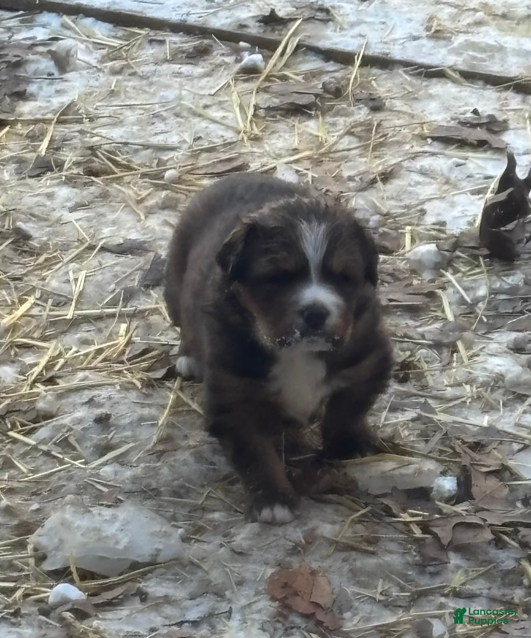Mixed Breed dogs Tibetan Mastiff/Bernese Mountain Dog Male 2 - Ad 9