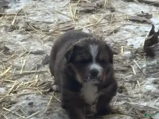 Mixed Breed dogs Tibetan Mastiff/Bernese Mountain Dog Male 2 - Ad 9