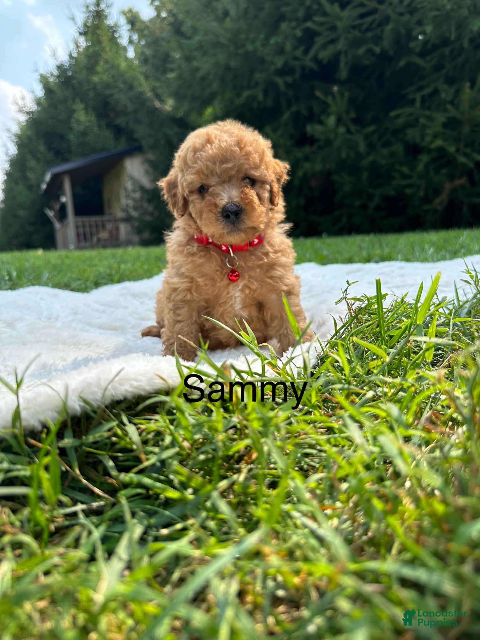 Miniature Poodle dogs Sammy - Ad 1