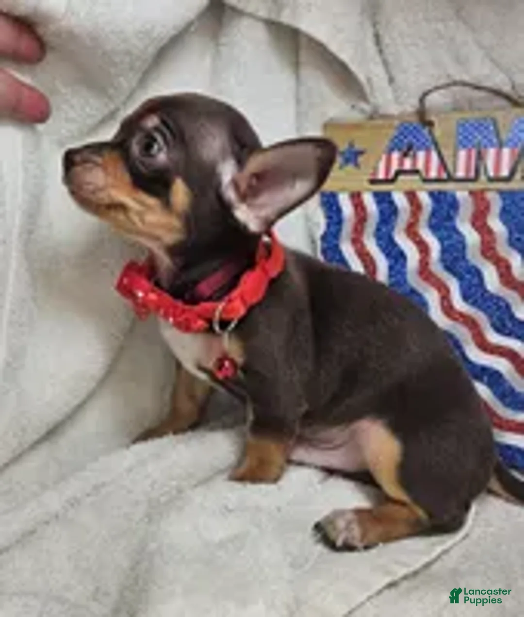 Chihuahua dogs for sale: Wolfgang Amado - Ad 7