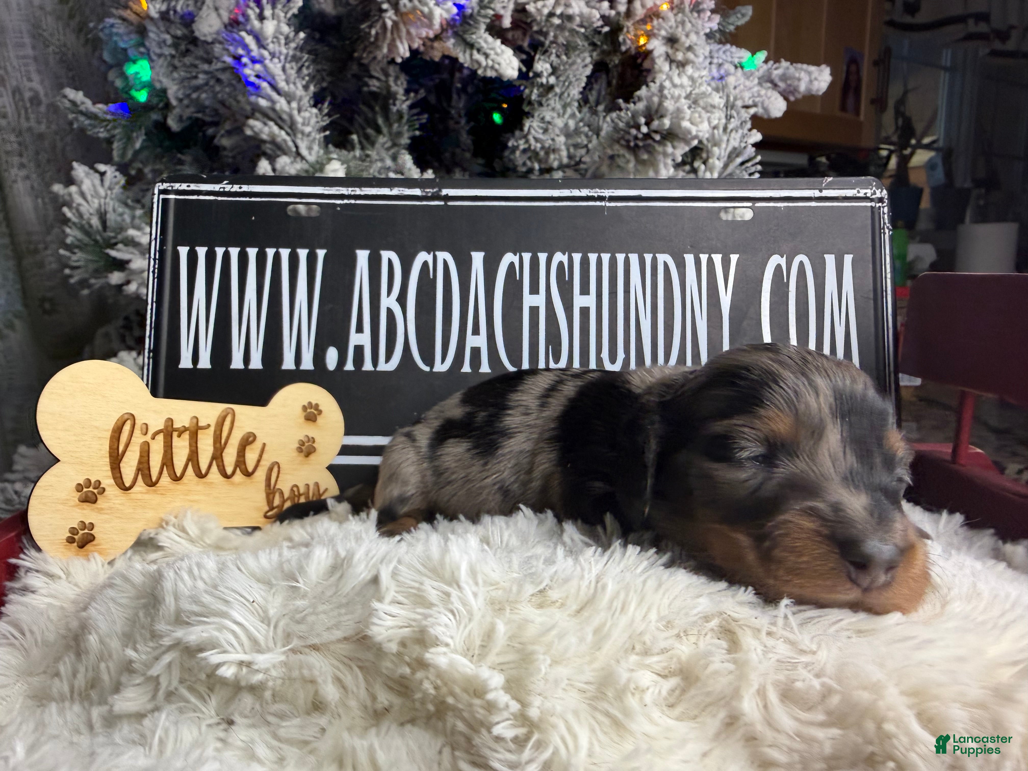 Dachshund dogs Standard black and tan dapple - Ad 39