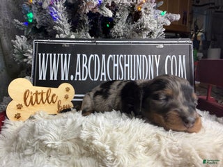 Dachshund dogs Standard black and tan dapple - Ad 41