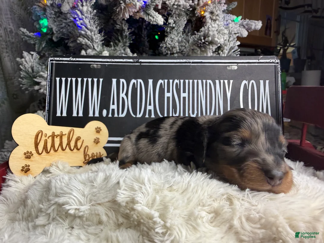 Dachshund dogs for sale: Chocolate mini long coat - Ad 45