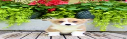 Welsh Corgi Pembroke dogs for sale: Rose - Ad 2