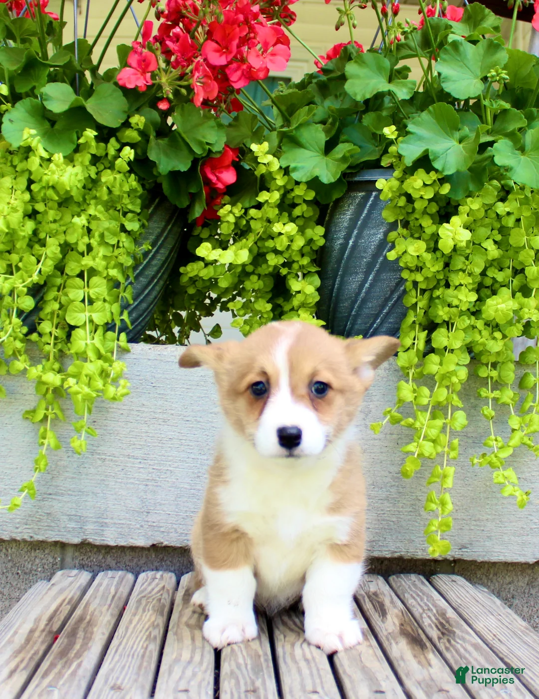Welsh Corgi Pembroke dogs for sale: Rose - Ad 2