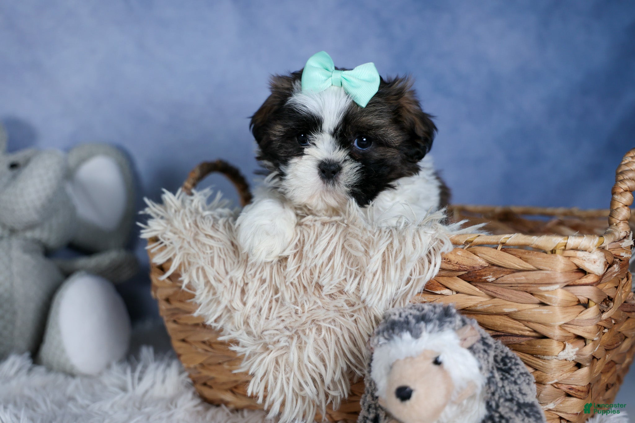Shih Tzu dogs HANNAH - Ad 1