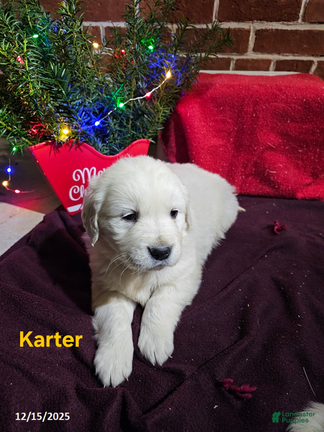 Golden Retriever dogs for sale: Karter - Ad 1