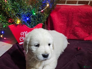 Golden Retriever dogs Karter - Ad 10