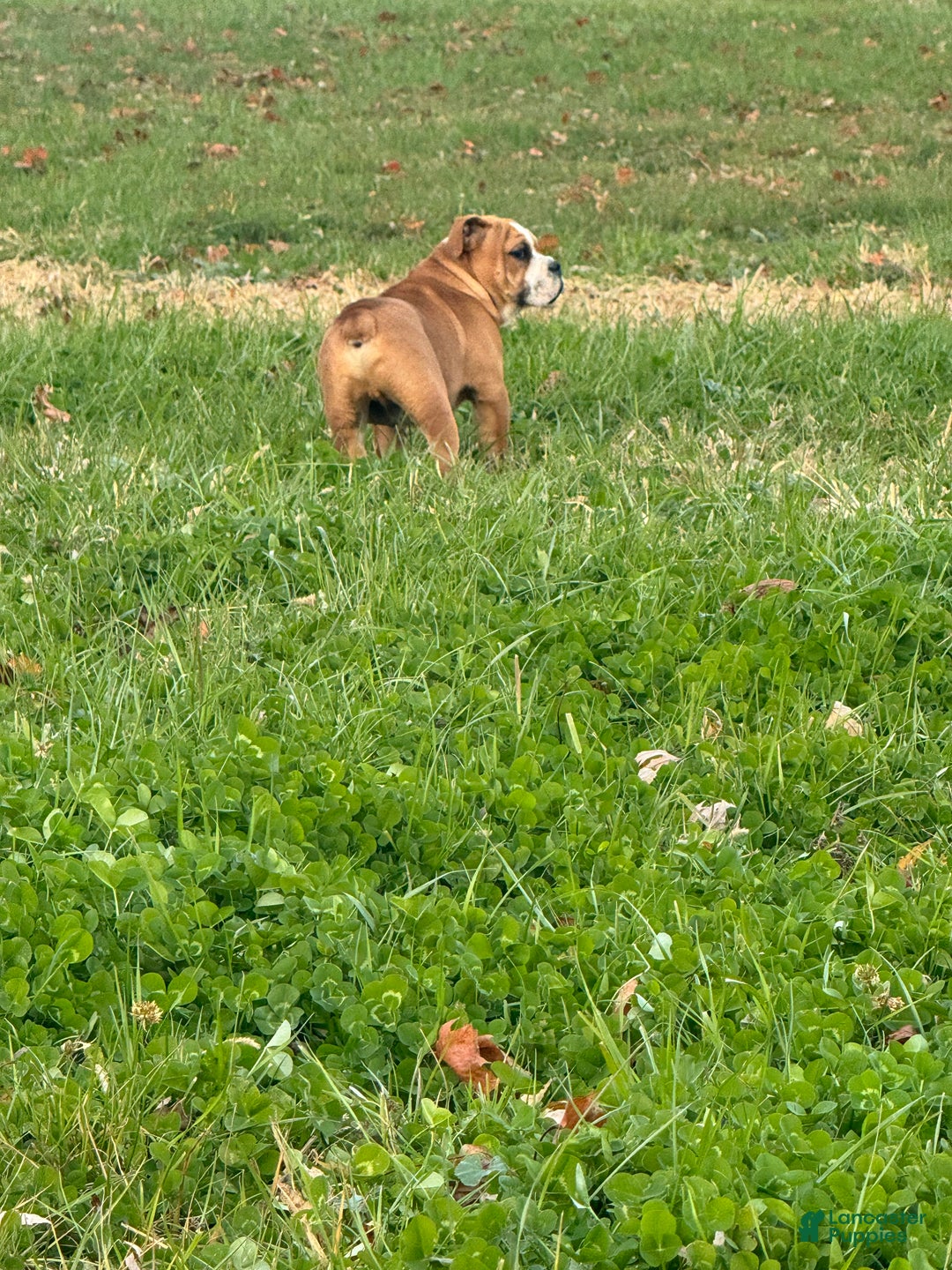 English Bulldog dogs for sale: Zeke - Ad 7