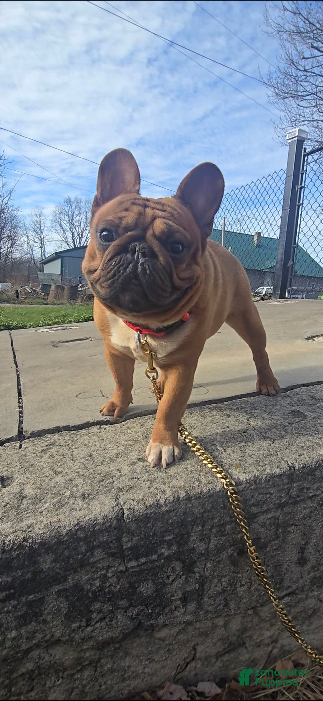 French Bulldog dogs for stud: French Bulldog 1 puppies - Ad 10