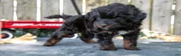 Mixed Breed dogs for sale: Midnight - Ad 1