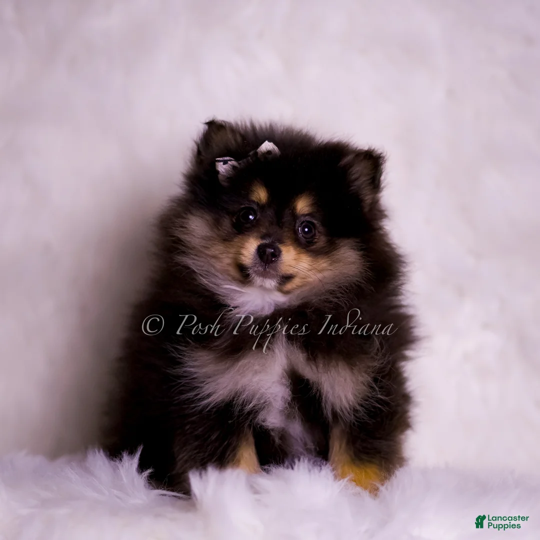 Pomeranian dogs for sale: Buzzie - Ad 1