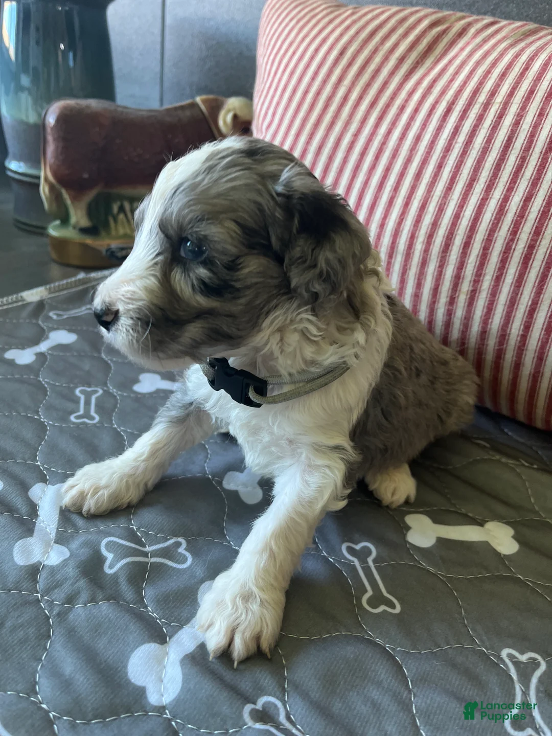 Aussiedoodle dogs for sale: Blue Merle Male Aussiedoodle 2 - Ad 2