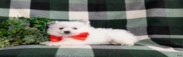 Pomeranian dogs for sale: Marlow - Ad 6