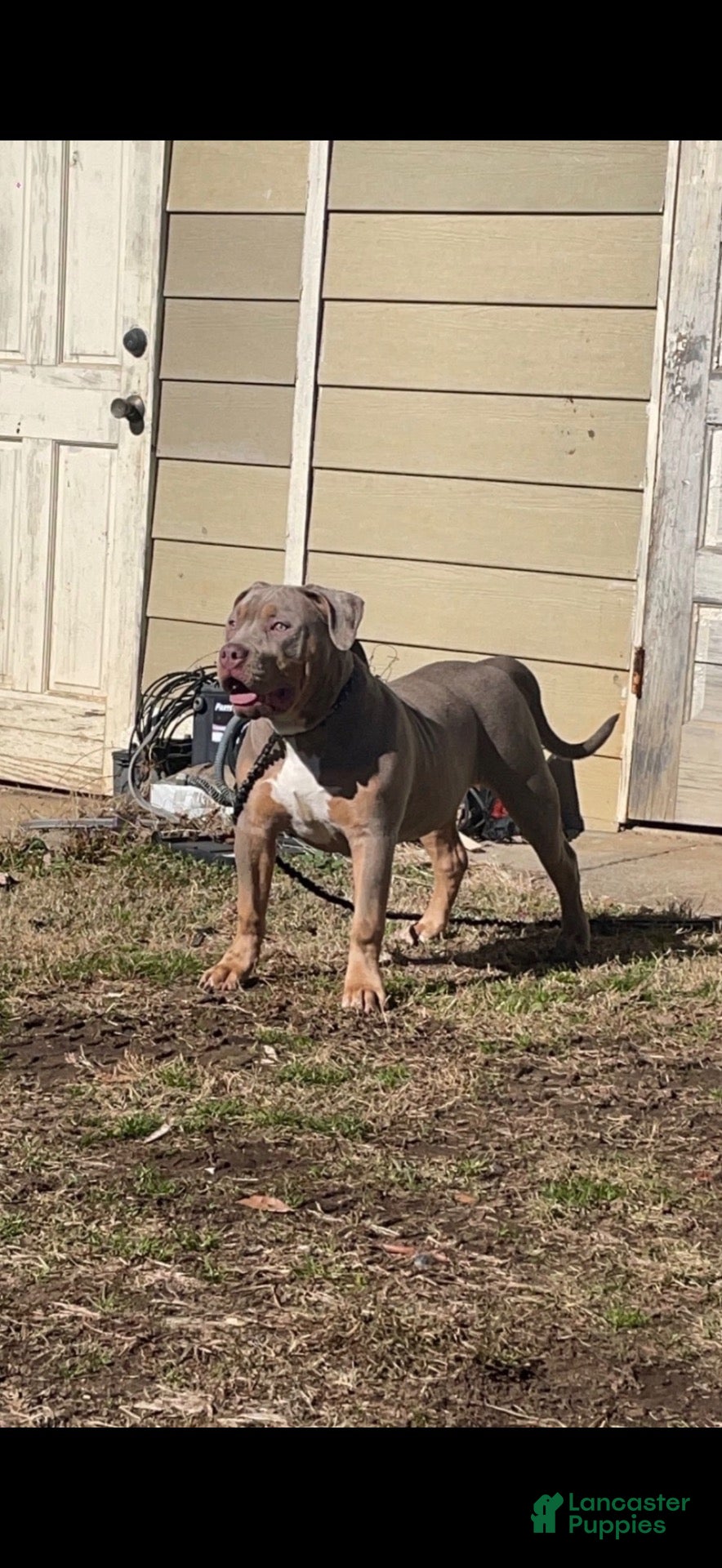 American Bully dogs for sale: GRAM - Ad 2