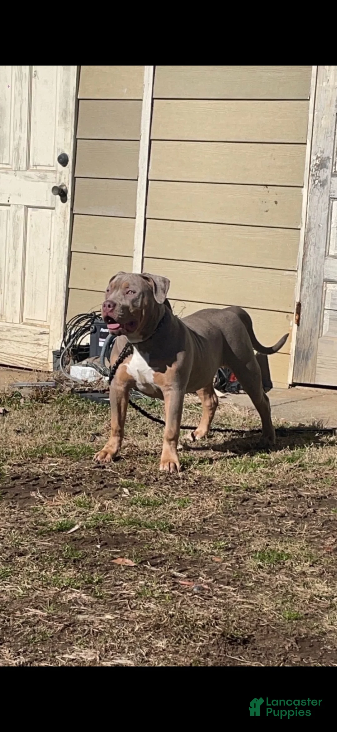American Bully dogs for sale: Zara  - Ad 2