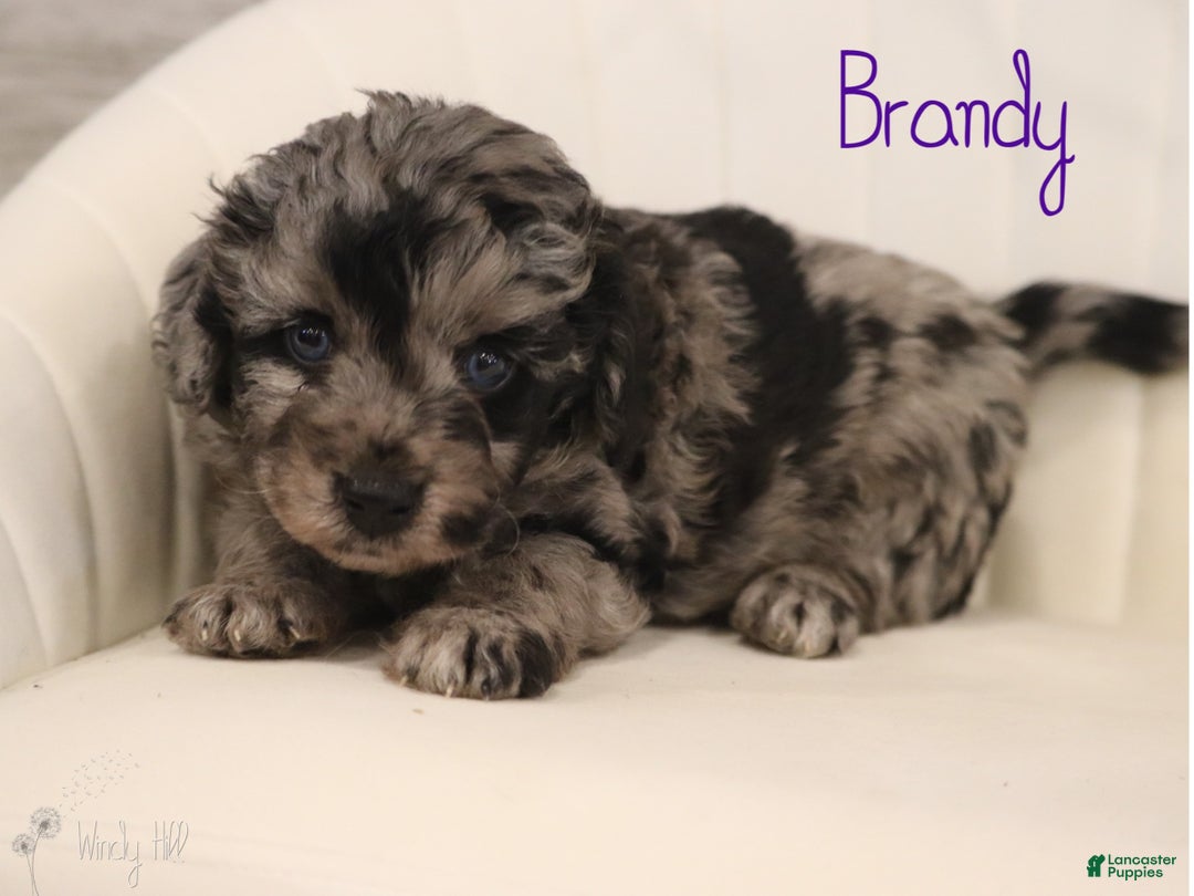 Mini Aussiedoodle dogs for sale: Brandy - Ad 1