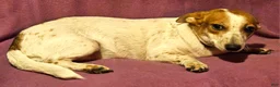 Chihuahua dogs for sale: Princess "T-Cup" - Ad 13